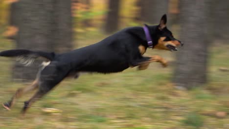 Schwarz-brauner-Hund-Startet-Von-Einem-Stand-Und-Läuft-Zwischen-Bäumen-Durch-Den-Herbstwald