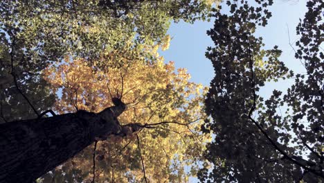 Camera-looks-up-and-moves-slowly-under-tall-autumn-trees