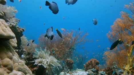 Colorful-reef-fish-swimming-around-a-healthy-coral-reef