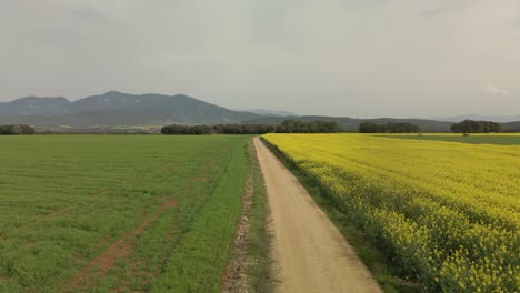 Low-altitude-flyover-of-a-dirt-road-with-cultivated-fields-on-the-sides-green-and-yellow-colors-rapeseed-on-the-Costa-Brava-in-Gerona-Spain-cycling-tourism