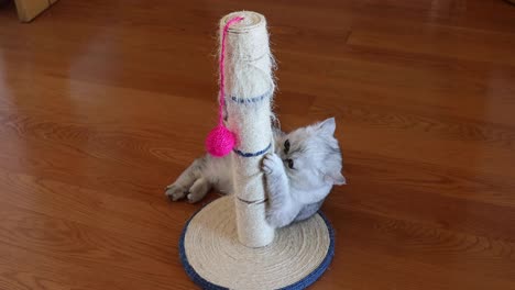 Chinchilla-Persian-Domestic-Cat-cat-plays-with-his-toy-in-your-home