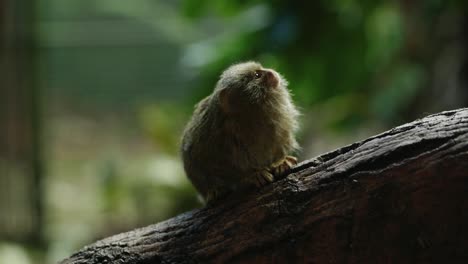 Two-eastern-pygmy-marmoset-moving-along-a-branch-infront-of-the-camera-before-one-runs-out-of-shot-along-a-tree