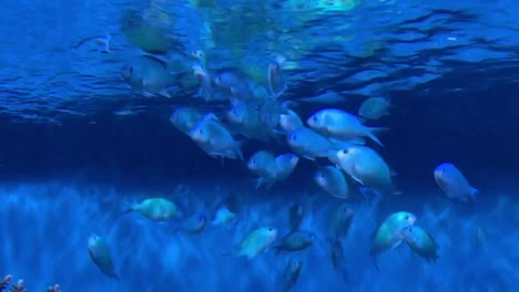 Aktiver-Und-Verspielter-Grüner-Riff-Chromis-Fischschwarm-Zusammen-In-Einem-Tropischen-Salzwasseraquarium