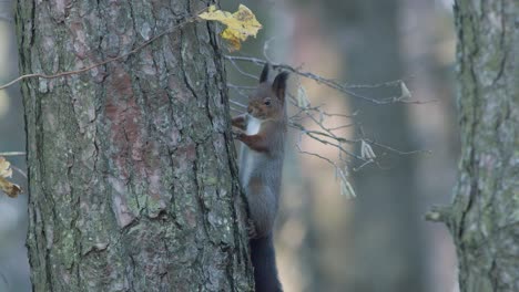 Wild-squirrel-climbing-in-tree-sitting-on-the-branch