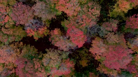 Herbstbäume-Bunt-Von-Oben