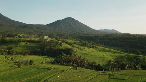 Tropical-rice-field-landscape-of-Bali-during-morning-sunlight,-Jatiluwih,-aerial