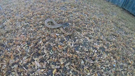 SLOW-MOTION---Big-giant-Bull-snake-moving-around-in-the-front-yard-of-a-home-in-the-country