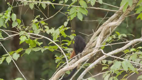 A-saddleback-tamarin-monkey-sits-on-top-of-a-tree-branch-and-looks-around,-static-shot