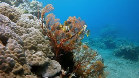 Eine-Kleine-Gruppe-Bunter-Falterfische,-Die-An-Einem-Gesunden-Korallenriff-Fressen