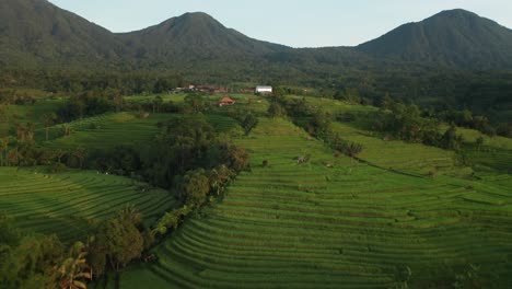 Famous-Jatiluwih-rice-terrace-in-Bali,-tourist-attraction-and-Unesco-Heritage-Site,-aerial