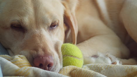 Sleepy-Pink-Nose-Dudley-Labrador-Con-Pelota-De-Tenis-Sobre-Una-Toalla-En-El-Suelo