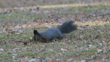 Wildes-Eichhörnchen-Auf-Der-Suche-Nach-Eicheln-Nüssen-Im-Herbstlaub