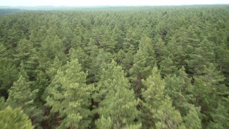 AERIAL:-Flying-Very-Fast-Over-Vast-Pine-Forest