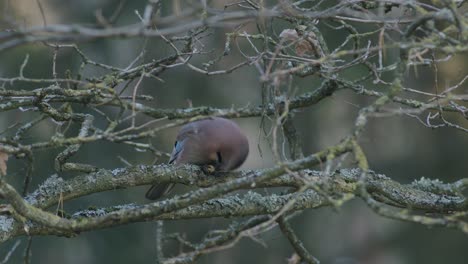 Eurasian-jay-opening-and-eating-acorn-on-the-tree