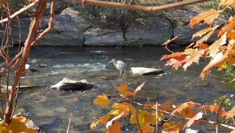 Great-Blue-Heron-wading-motionless-in-Don-River-with-fish-swimming-in-freshwater-river
