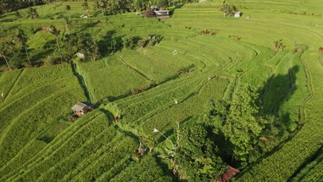 Bucolic-scenery-in-rice-fields-of-Bali-with-locals-walking-on-path,-bright-morning-sunlight,-Jatiluwih,-aerial