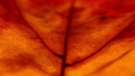 Macro-of-a-brightly-colored-autumn-leaf-with-darker-veins