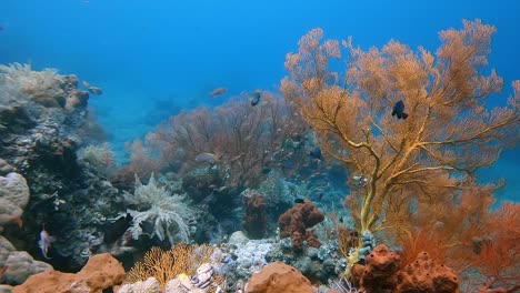 Verschiedene-Arten-Von-Tropischen-Fischen,-Die-Auf-Einem-Gesunden-Korallenriff-Um-Gorgonien-Herumschwimmen