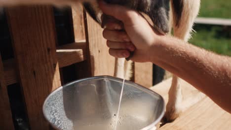 close-up-of-a-dairy-farmer-hand-milking-of-Goat-milk-in-a-farm,-off-grid-lifestyle-concept