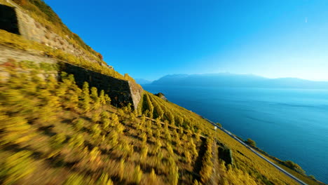 Le-Dezaley-Vineyard-With-Scenic-View-Of-Lake-Leman-At-Daytime-In-Vaud,-Switzerland