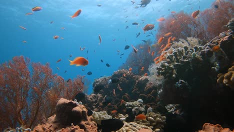 Kleine-Und-Bunte-Tropische-Rifffische,-Die-Um-Ein-Gesundes-Korallenriff-Schwimmen