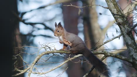 Wildes-Eichhörnchen,-Das-Im-Baum-Klettert,-Der-Auf-Dem-Ast-Sitzt