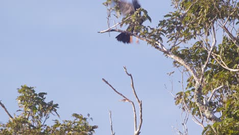 A-red-throated-caracara-is-perched-on-top-of-a-tree-branch-and-then-flaps-its-wings-and-flies-to-another-branch,-close-up-slow-motion-shot
