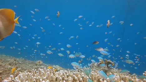 Small-blue-fish-and-butterfly-fish-swimming-above-a-coral-reef-in-clear-water