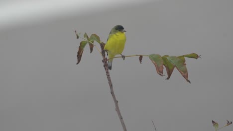 A-Yellow-bellied-Flycatcher.-Isolated.-4K