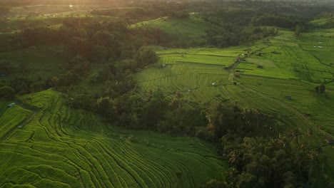 Dreamy-morning-sunlight-above-green-rice-fields-of-Jatiluwih-in-Bali,-aerial
