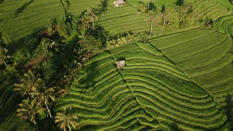Patrón-De-Onda-En-El-Campo-De-La-Terraza-De-Arroz-Del-Sitio-De-La-Unesco-Jatiluwih,-Bali,-Antena