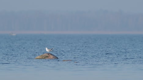 Common-gull-fly-lands-on-the-stone-in-the-water-blue-lake
