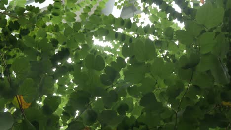 Grüne-Baumblätter-Mit-Sonnenschein