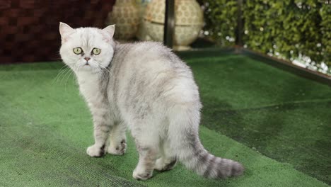 Chinchilla-Persian-Domestic-Cat-is-relaxing-in-your-garden