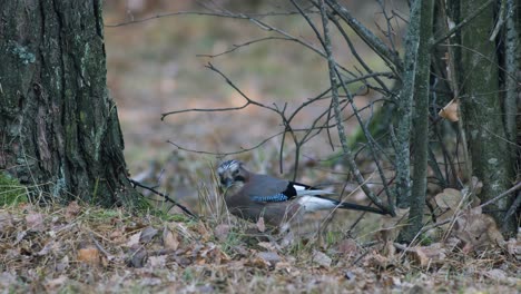 Eurasian-jay-bird-hides-buries-acorns-for-winter