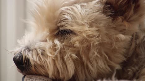Behaarter-West-Highland-Terrier,-Der-In-Seinem-Bett-Liegt-Und-Blinzelt