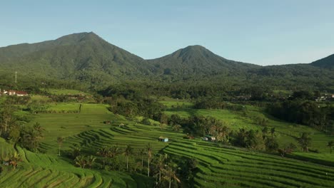 Famosos-Campos-De-Arroz-Tropical-De-Bali-Con-Montañas-Cubiertas-De-Selva,-Jatiluwih,-Antena