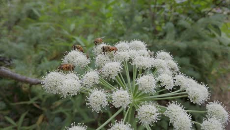 Bienen-Und-Fliegen,-Die-Sich-Von-Einer-Weißen-Blumenkuhpastinake-Ernähren,-Näherten-Sich-Rockies-Kananaskis-Alberta-Kanada