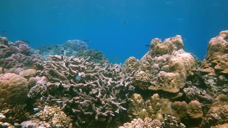 Kleine-Tropische-Rifffische,-Die-Um-Ein-Hartes-Korallenriff-Schwimmen
