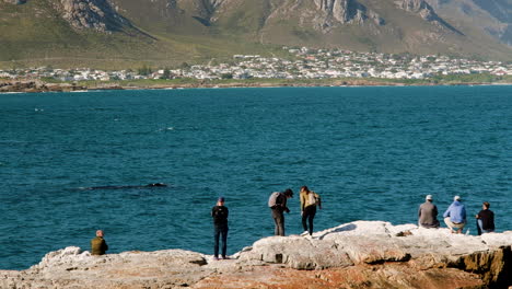 Tourists-mere-meters-away-from-Southern-Right-whales---whale-watching-in-Hermanus,-Walker-Bay,-South-Africa