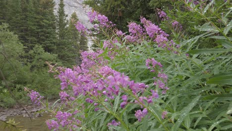 Pink-flowers-after-rain-wet-in-the-forest-pull-out-Rockies-Kananaskis-Alberta-Canada