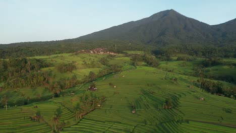 Jatiluwih-rice-fields-in-Bali-during-sunrise-with-mountains,-aerial