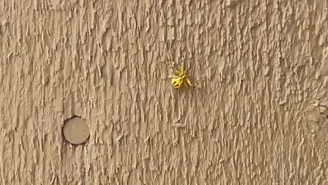 Yellow-spider-with-brown-markings-crawling-up-a-wall