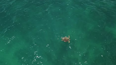 Drone-aerial-of-sea-turtle-in-tropical-blue-waters-taking-a-breath