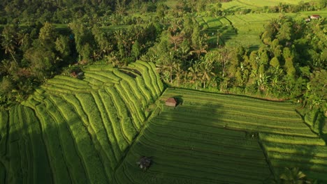 Lush-rice-fields-in-Bali-with-perfect-morning-sunlight,-Jatiluwih,-aerial