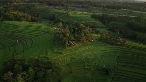 Rural-Bali-with-green-rice-fields-with-terrace-levels-during-sunrise,-Jatiluwih