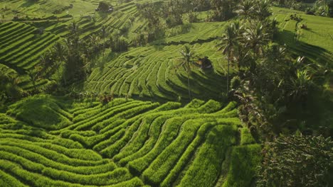 Tropical-Jatiluwih-rice-field-terrace-with-morning-sunlight,-Bali,-aerial