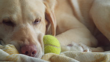 Close-up-Of-Dudley-Labrador-Dog-Sleeping-With-Tennis-Ball