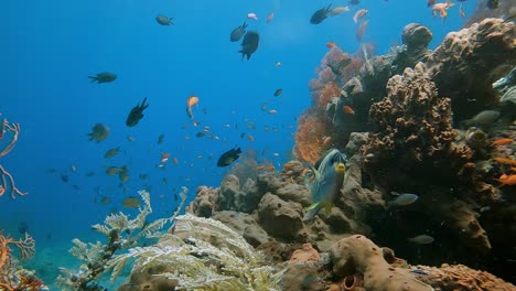 Gesunde-Korallenriffszene-Mit-Bunten-Tropischen-Rifffischen