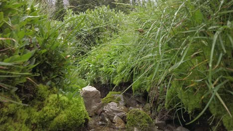 Wet-grass-moss-in-crease-water-flowing-following-Rockies-Kananaskis-Alberta-Canada